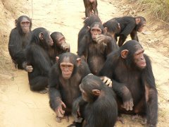 Chimpanzees and other apes at risk from shrinking habitats