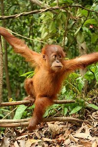 Orangutans are found in Indonesia and Malaysia. Indonesia in particular is rich in biodiversity