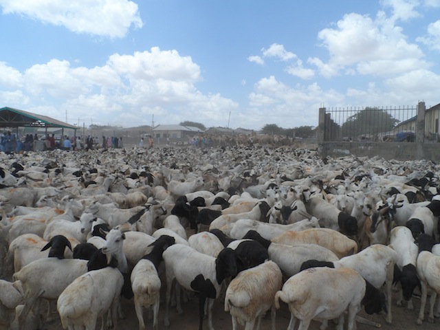 Livestock triples Somaliland's 3.5 million civilian population and generates up to 65 percent of the country's GDP. Credit: Brett Keller/IPS