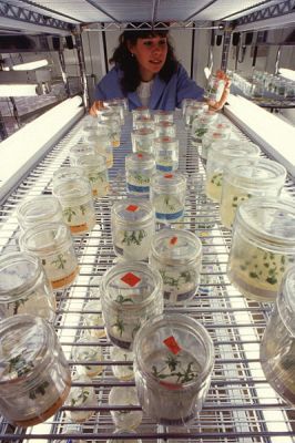 Technician Christine Berry checks on futuristic peach and apple "orchards". Each dish holds tiny experimental trees grown from lab-cultured cells to which researchers have given new genes. Credit: USDA Agricultural Research Service