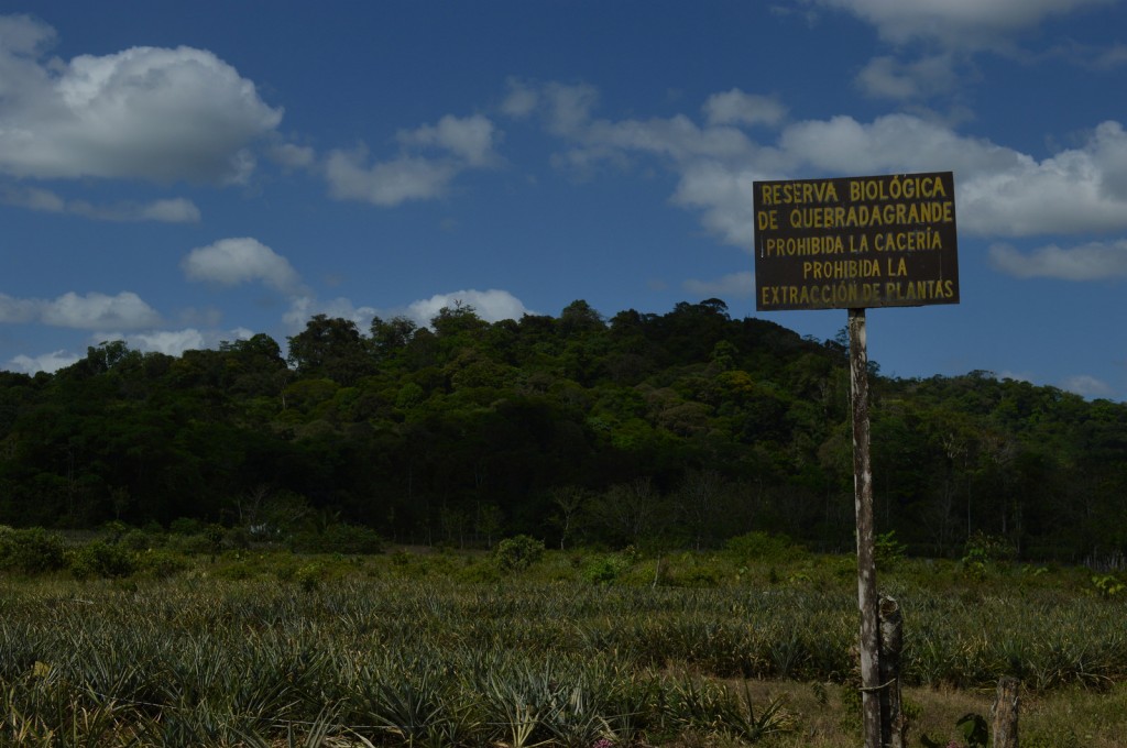 In Quebrada Grande, the Agrarian Development Institute dedicated 119 hectares of land to forest conservation, which the Womens' Association has been looking after for over a decade. Credit: Diego Arguedas Ortiz/IPS