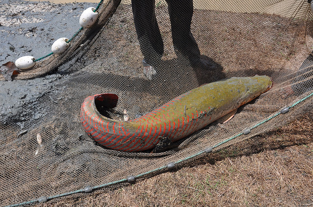 An Arapaima, the world's largest freshwater fish, being kept in a man-made pond in Guyana. The Arapaima can weigh over 800 pounds and reach lengths of up to 10 feet. Unfortunately, they've been overfished commercially and are currently a threatened species. Credit: Desmond Brown/IPS