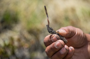 A harvester holds up a single piece of ‘Yartsa Gunbu', otherwise known as ‘winter worm, summer grass.' Credit: Uttam Babu Shrestha