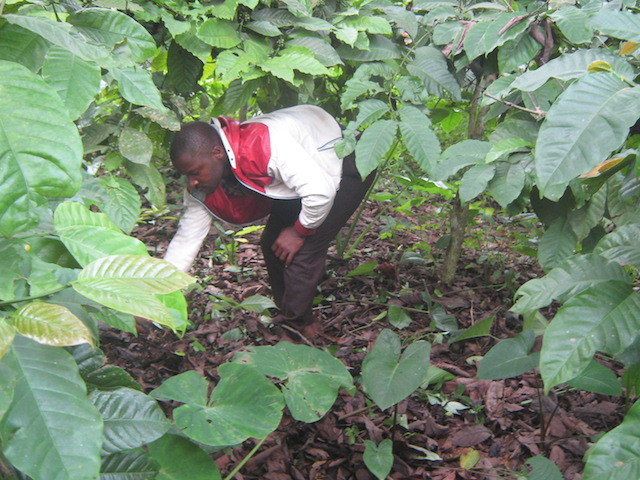 Issah Mounde Nsangou's son helps him to weed his Kouoptomo coffee plantation in Cameroon's West Region. Cameroon is now looking to revive the once-thriving sector. Credit: Ngala Killian Chimtom/IPS