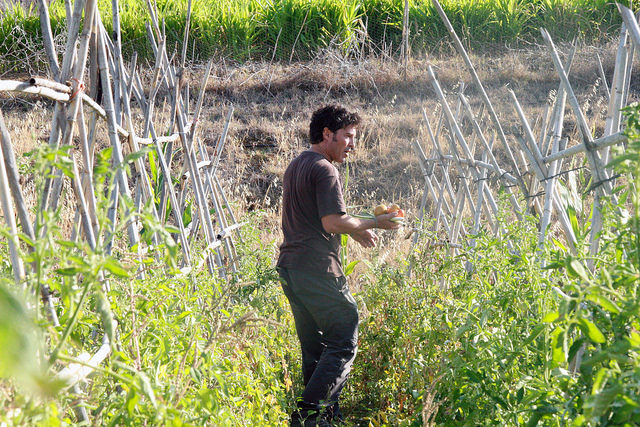 José María Gómez walking among the tomato plants on his Bobalén Ecológico farm in the Valle de Guadalhorce near the southern Spanish city of Málaga, where he grows organic vegetables and fruits. Credit: Inés Benítez/IPS