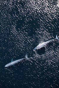 The Costa Rican Thermal Convection Dome is a key migratory route for blue and humpback whales. The whale watching industry is flourishing in Costa Rica's Pacific waters. Credit: MarViva Foundation