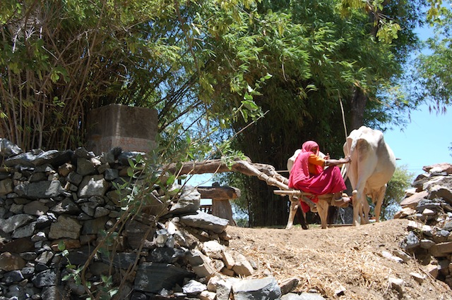 Traditional systems of water harvesting and conservation have gained new-found respect in the era of sustainable development. Here, a woman uses her ox to churn a water mill in the north Indian state of Rajasthan. Credit: Malini Shankar/IPS