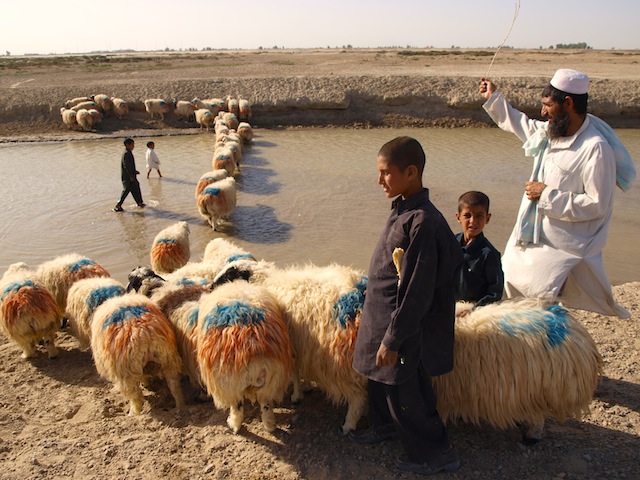 A shepherd and his family walk their cattle in Zaranj, capital of Afghanistan's Nimroz Province. In the absence of comprehensive census data, the Baloch intellectual Abdul Sattar Purdely tells IPS that Afghan Balochs number about two million, though not all speak the Balochi language. Credit: Karlos Zurutuza/IPS