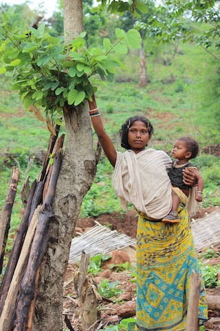Here, a Dongria Kondh woman stands beside a mahua tree, highly valued among this community for its many nutritional and medicinal properties. Credit: Manipadma Jena/IPS