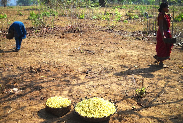 The highly valued mahua flowers are collected, dried and made into liquor. Its seeds yield oil that can be used for cooking. Among some tribal groups mahua paste is used medicinally to facilitate childbirth. Credit: Manipadma Jena/IPS