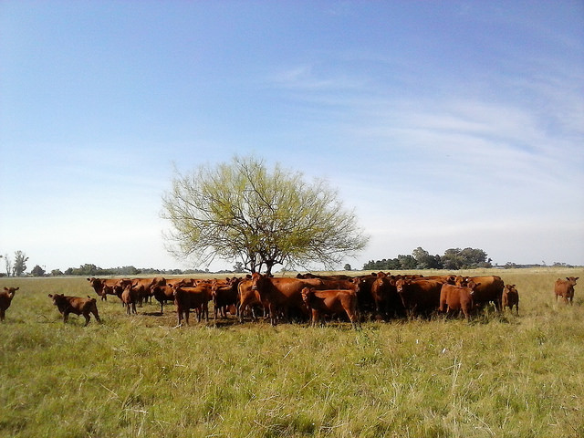 A typical snapshot of Argentina's pampas: A small herd of cattle milling around a lone tree in natural grasslands in the rural municipality of Marcos Paz in the eastern province of Buenos Aires. Credit: Fabiana Frayssinet/IPS