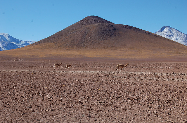 The Atacama desert, the most arid in the world, has a large part of Chile's geothermal potential and is the location of the first South American plant to tap into this source of energy. Credit: Marianela Jarroud/IPS