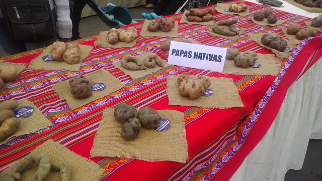 Display of native varieties of potatoes at a food fair during the Sixth Forum of the Parliamentary Front Against Hunger held Nov. 15-17 in Lima. Defending native products forms part of the right to food promoted by the legislators from Latin America and the Caribbean. Credit: Aramís Castro/IPS