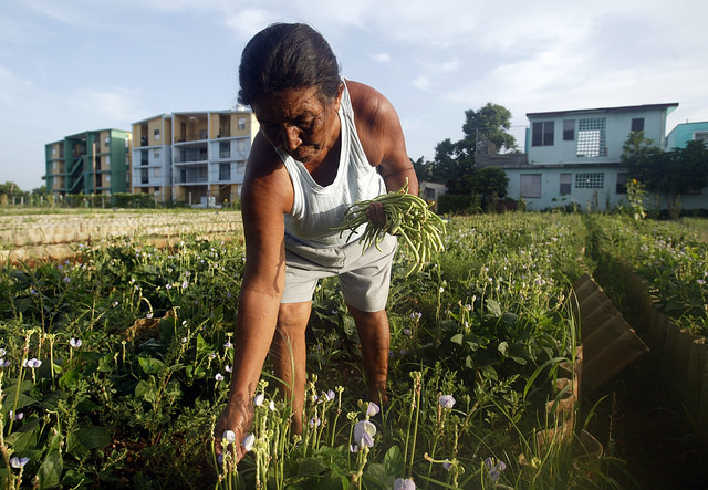 A woman picks organic beans on the La Sazón organoponic farm in the Casino Deportivo neighbourhood of Havana, which forms part of the country's urban agriculture system. Credit: Jorge Luis Baños/IPS