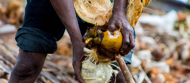 Mozambique: Investing in Environment Pays off for the Poorest. Communities look to protect ecosystems for livelihoods, following a disease that devastated their coconut plantations. Credit: UNEP
