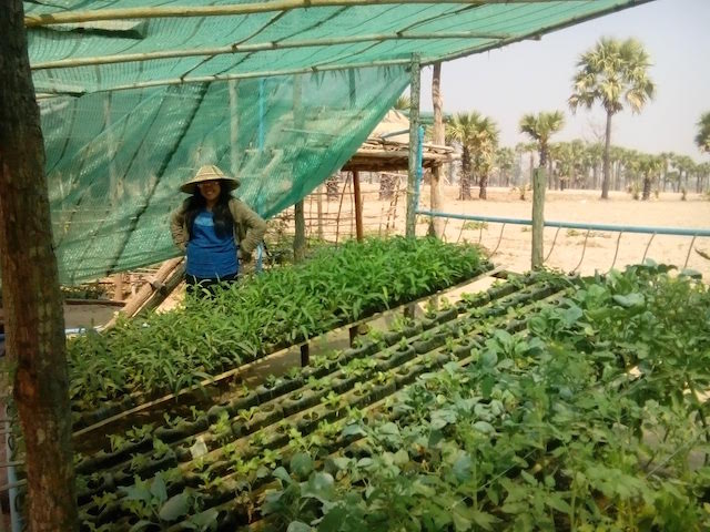A hydroponic greenhouse allows farmers in Myanmar's Dry Zone to grow vegetable saving up to 90 percent of water. The project is promoted by NGO Terres Des Hommes using technology developed by the University of Bologna and involves over 40 villages. Credit: Sara Perria/IPS