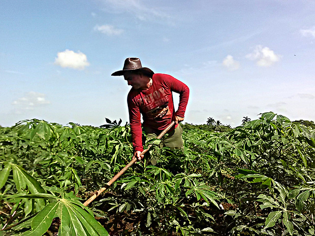 Julio César Pérez weeds a cassava (yucca) field on a farm owned by the Eduardo R. Chibás Credit and Services Cooperative in the eastern Cuban province of Holguín. An irrigation system installed in 2010 has increased the cooperative's yields by 70 percent. Credit: Ivet González/IPS