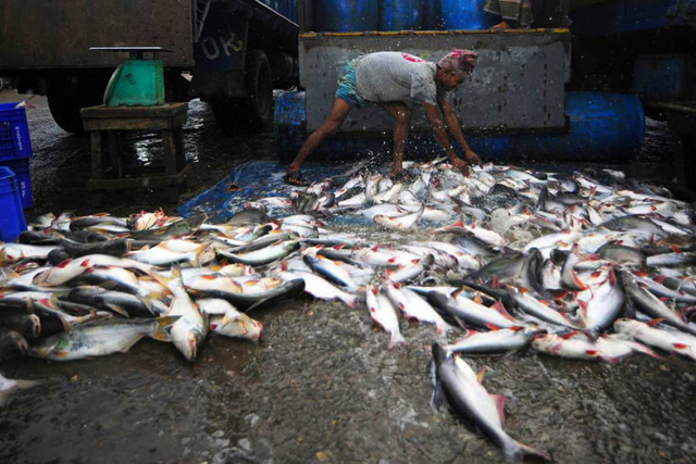 A fisheries worker unloading the morning's catch. Credit: FAO