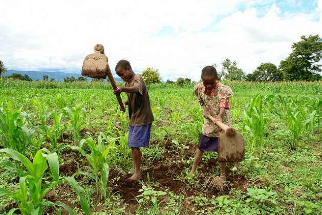 Peter Mcharo's two children digging their father's maize field in Kibaigwa village, Morogoro Region, some 350km from Dar es Salaam. Mcharo has benefitted greatly from conservation agriculture techniques. Credit: Orton Kiishweko/IPS