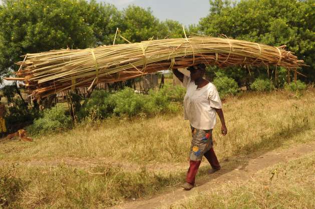 A woman transporting a stack of reeds in rural Kenya. Women's unpaid care and domestic work is yet to be recognized as labour in many parts of the developing world. Photo courtesy of UNDP Kenya.