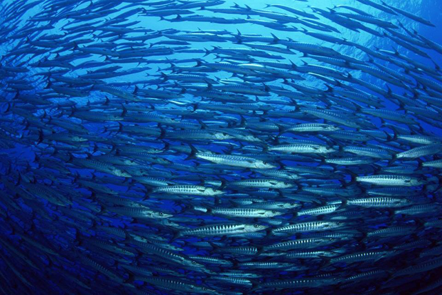 Healthy oceans have a central role to play in solving one of the biggest problems of the 21st century – how to feed 9 billion people by 2050. Credit: FAO 