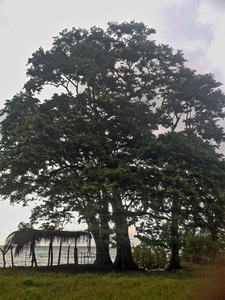 In the near future, this majestic tree will no longer be part of the scenery and a natural barrier protecting one of the beaches in Balfate, on Honduras' Caribbean coast. Credit: Courtesy of Hugo Galeano to IPS