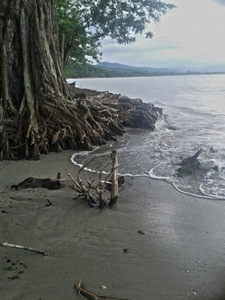 This tree on one of the beaches in Balfate could fall in a matter of six months, due to the force of the waves which works against its roots, as part of the encroachment of the sea. Credit: Courtesy of Hugo Galeano to IPS