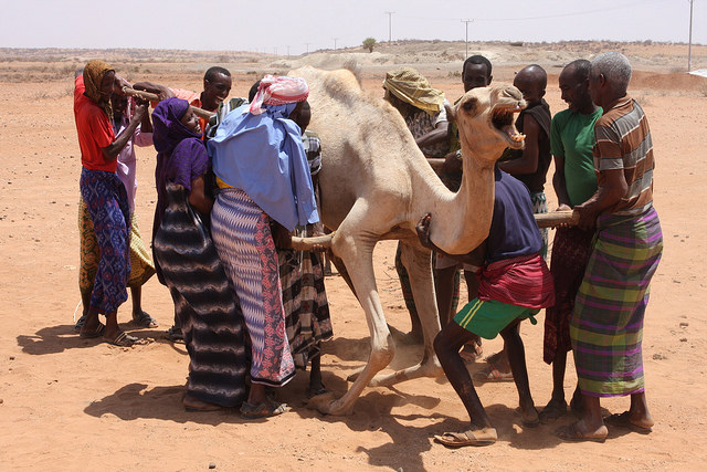 Displaced pastoralists helping a weak camel to its feet (it's not strong enough to lift its own weight) using poles beneath its belly. Credit: James Jeffrey/IPS
