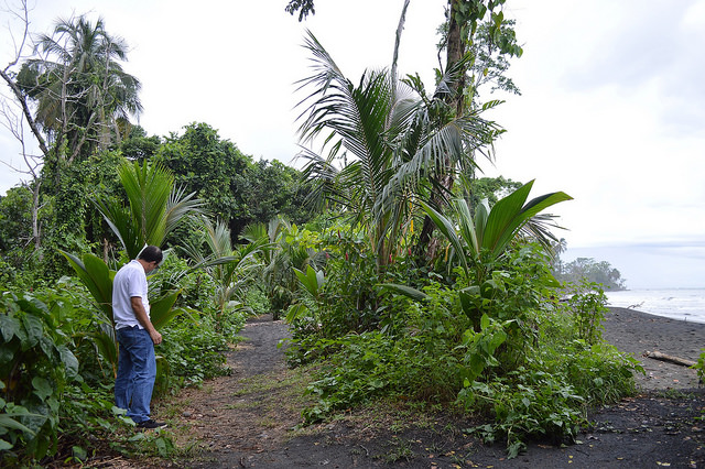 Biologist Julio Barquero looks at palm trees planted in Puerto Vargas to strengthen the shoreline against the rising sea levels of the Caribbean Sea, which threaten the area with erosion, in Cahuita, in the southeastern Costa Rican province of Limón. Credit: Diego Arguedas Ortiz / IPS