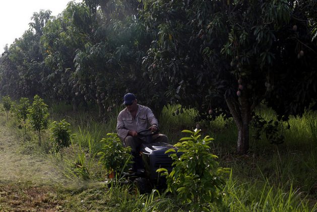 A worker operates a low-impact mower, used in conservation agriculture to clear the land, on the Tierra Brava farm in Los Palacios, a municipality at the western tip of Cuba. Credit: Jorge Luis Baños/IPS