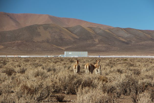 The llama is the animal best adapted to the arid conditions of the Argentinean region of the Puna de Atacama. The photo shows a group of llamas near a salt flat where exploration for lithium is being carried out. Credit: Mining Chamber of Commerce of the Province of Jujuy