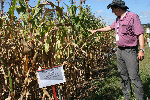 Dr. Christian Thierfelder from CIMMYT explains the multiple benefits of ‘climate-smart agriculture', in conservation agriculture plots with a maize-cowpea intercropping system outside Harare, Zimbabwe. Credit: Busani Bafana/IPS