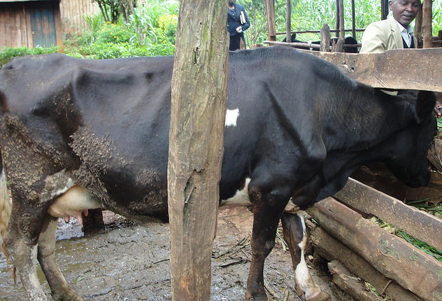 Domestic animals that feed on grain contaminated by aflatoxin can carry the deadly toxin in their milk or meat. Credit: Miriam Gathigah/IPS