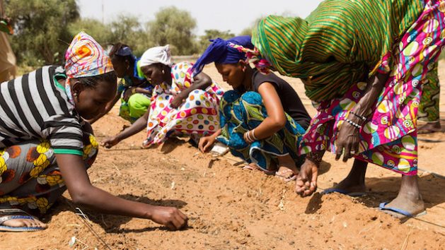 Great Green Wall Brings Hope, Greener Pastures to Africa’s Sahel - By 2030 the ambition is to restore 100 million hectares of currently degraded land and sequester 250 million tons of carbon. Credit: Greatgreenwall.org