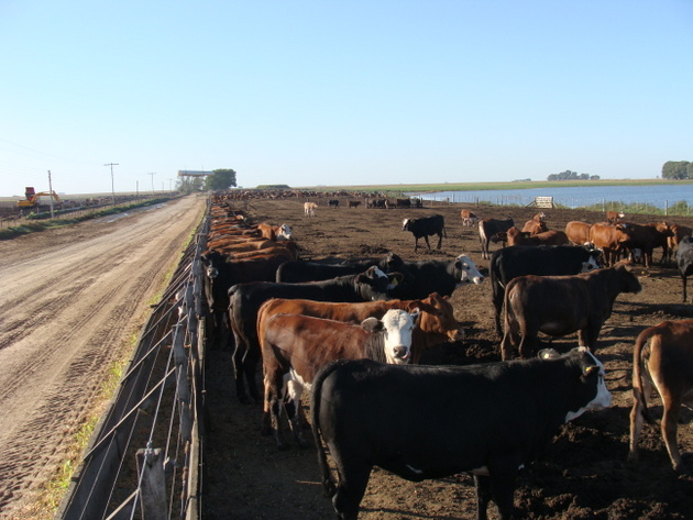 Livestock farming is responsible for the highest greenhouse gas emissions in Argentina, ahead of transport, emitting 76.41 million tons of carbon dioxide equivalent per year, which is 20.7 percent of the total. Credit: Courtesy of Ana Garcia