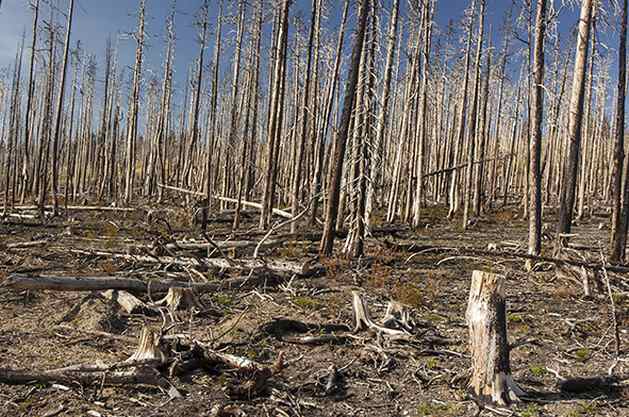 Wildfire damage in Glacier National Park, USA. The summer heatwave across the globe has helped the spread of wildfires from Canada and the USA to Sweden as far north as the Arctic Circle, to Greece and Japan. Credit: Trevor Page