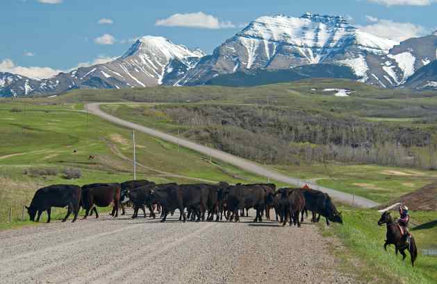 Ranching in the foothills of the Canadian Rockies.Still small, growing numbers are favouring organically grown food and sustainable agricultural practices over factory farming. Credit: Trevor Page