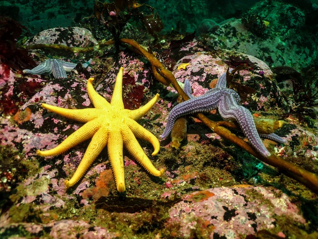 Starfish seen in the seabed of the Beagle Channel, in the Southern Atlantic Ocean, where the Argentine government is promoting the development of salmon farming. The so-called Patagonian Sea is considered one of the most productive oceanic areas in the southern hemisphere. Credit: Courtesy of Beagle Secrets of the Sea