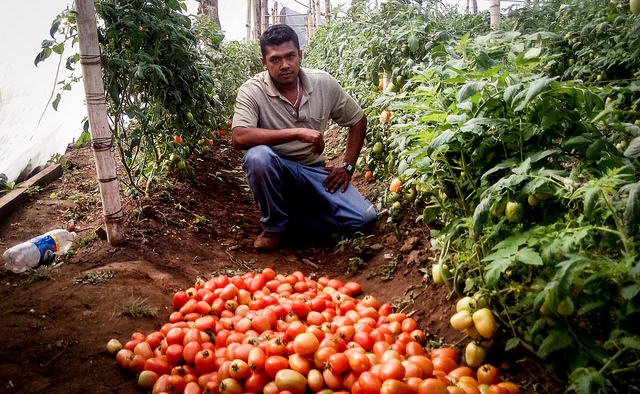  Dennis Alejo, a Salvadoran deported while trying to cross into the United States, has found in tomato production the best way to make a living and generate a handful of jobs in his native Berlin, in the eastern Salvadoran department of Usulután. Credit: Edgardo Ayala/IPS