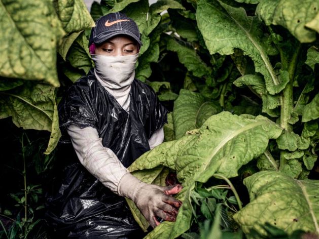 “Sofia,” a 17-year-old tobacco worker, in a tobacco field in North Carolina. Benedict Evans/Human Rights Watch - Driven by poverty, children work in tobacco farming to help their families make ends meet, to raise money for school fees or books, or to help their parents increase their earnings or save money on hired labor.