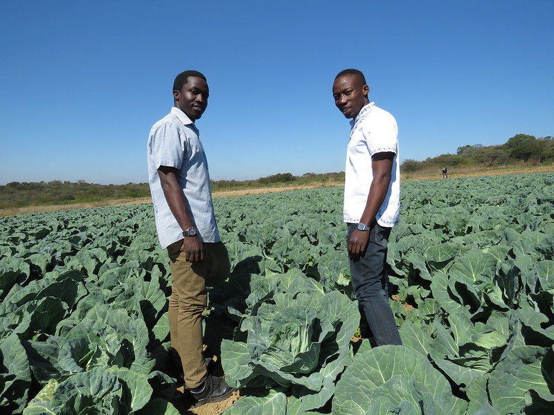Young farmers and brothers Prosper and Prince Chikwara are using precision farming techniques at their horticulture farm, outside Bulawayo, Zimbabwe. Credit: Busani Bafana/ IPS