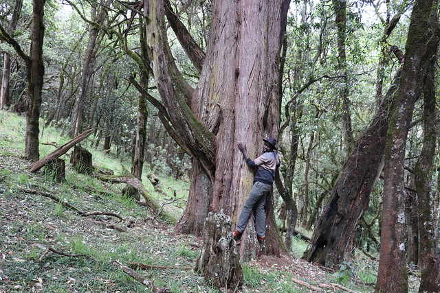 The Ogiek indigenous community who live in Kenya's Mount Elgon forest have conserved the forest's natural ecosystem for centuries. Credit: Isaiah Esipisu/IPS