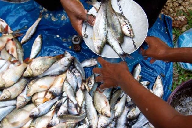 Supporting local demand rather than investing in foreign export-based fisheries will be a step in the right direction.