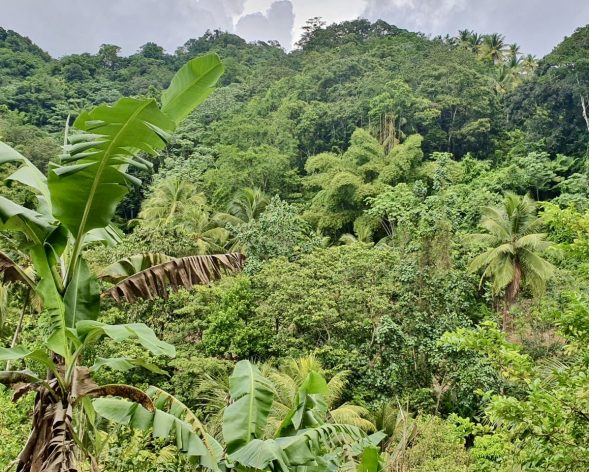 Forest cover on the east of Saint Lucia. Forests and trees play a significant role in poverty alleviation and ultimately, eradication. Credit: Alison Kentish/IPS