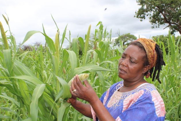 Zimbabwean farmer Sinikiwe Sibanda is one of an increasing number of farmers from semi-arid areas with little rain who are shifting from growing white maize to hardy sorghum and millet for food and nutrition security. Credit: Busani Bafana/IPS
