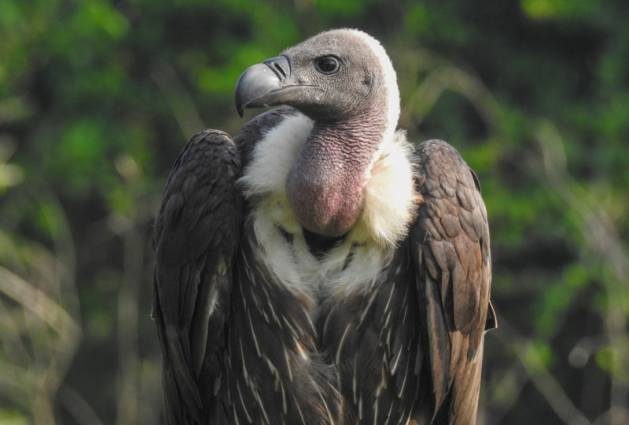 Nepal has established itself as a pioneer in vulture conservation over the years, and the birds are now showing signs of coming back