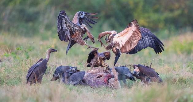 Nepal has established itself as a pioneer in vulture conservation over the years, and the birds are now showing signs of coming back