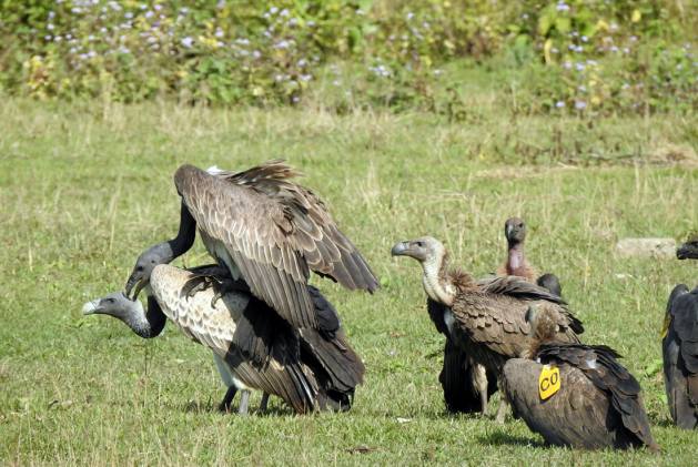 Nepal has established itself as a pioneer in vulture conservation over the years, and the birds are now showing signs of coming back