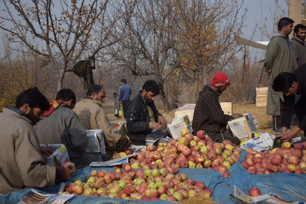 Apple farmers in Kashmir package their crops to send to a mandi or market yard. According to policy, wholesale transactions between farmers and traders must take place in a mandi, yet the market yards have become hubs of widespread corruption where a small group of sale agents have taken control. Credit: Stella Paul/IPS