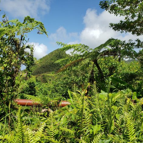 Forest on the island of Dominica. With 54% support, the conservation of forests was the most popular climate action policy selected by participants in the Peoples’ Climate Vote. It was the world's largest climate change public poll. Credit: IPS/Alison Kentish